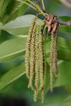 Carya ovalis (Wangenh.) Sarg.