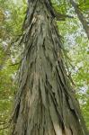 Carya ovata (P.Mill.) K. Koch