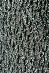 Carya tomentosa (Poir.) Nutt.