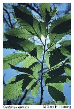 Castanea dentata (Marshall) Borkhausen