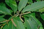Castanea dentata (Marshall) Borkhausen