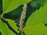 Castanea dentata (Marshall) Borkhausen