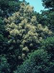 Castanea dentata (Marshall) Borkhausen