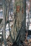 Castanea dentata (Marshall) Borkhausen