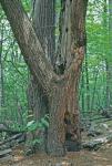 Castanea dentata (Marshall) Borkhausen