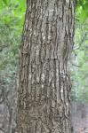 Castanea dentata (Marshall) Borkhausen
