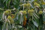 Castanea mollissima Blume