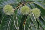 Castanea mollissima Blume