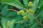 Castanea pumila  (Linnaeus) P. Miller