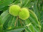 Castanea pumila  (Linnaeus) P. Miller