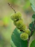 Castanea pumila  (Linnaeus) P. Miller