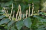 Castanea pumila  (Linnaeus) P. Miller