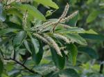 Castanea pumila  (Linnaeus) P. Miller