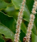 Castanea pumila  (Linnaeus) P. Miller