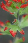 Castilleja coccinea (L.) Spreng.