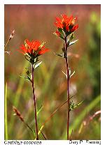 Castilleja coccinea (L.) Spreng.