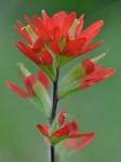 Castilleja coccinea (L.) Spreng.