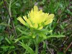 Castilleja coccinea (L.) Spreng.