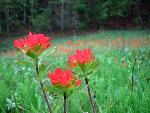 Castilleja coccinea (L.) Spreng.