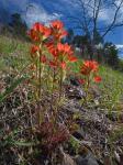 Castilleja coccinea (L.) Spreng.