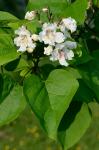 Catalpa speciosa (Warder) Warder ex Engelm.