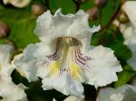 Catalpa speciosa (Warder) Warder ex Engelm.