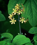 Caulophyllum thalictroides (L.) Michx.