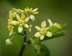 Caulophyllum thalictroides (L.) Michx.