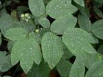 Caulophyllum thalictroides (L.) Michx.