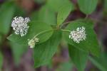 Ceanothus americanus L.