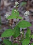 Ceanothus americanus L.