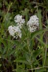 Ceanothus americanus L.