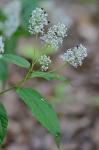 Ceanothus americanus L.