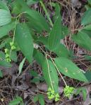 Ceanothus americanus L.