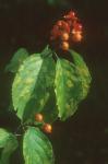 Celastrus scandens L.
