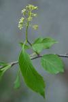 Celastrus scandens L.