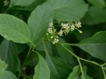 Celastrus scandens L.