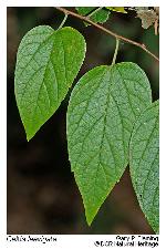Celtis laevigata Willd.