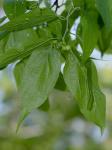 Celtis laevigata Willd.