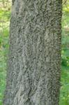 Celtis laevigata Willd.