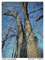 Celtis occidentalis L.