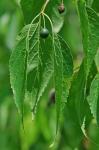 Celtis occidentalis L.