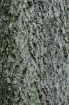Celtis occidentalis L.