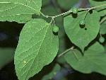 Celtis pumila Pursh