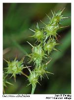Cenchrus tribuloides L.