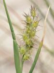 Cenchrus tribuloides L.