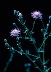 Centaurea stoebe L. ssp. micranthos (S.G. Gmelin ex Gugler) Hayek