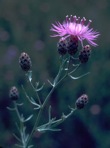 Centaurea stoebe L. ssp. micranthos (S.G. Gmelin ex Gugler) Hayek