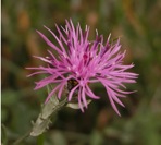 Centaurea stoebe L. ssp. micranthos (S.G. Gmelin ex Gugler) Hayek