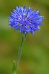 Cyanus segetum Hill